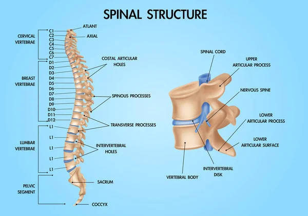 Gráfico realista de anatomía de columna vertebral — Archivo Imágenes Vectoriales