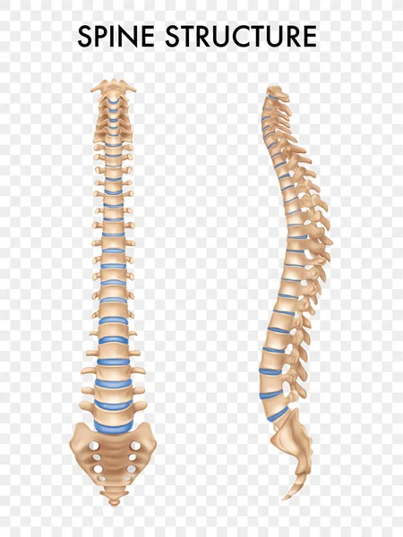 Spine Anatomy Realistic Set — ストックベクタ