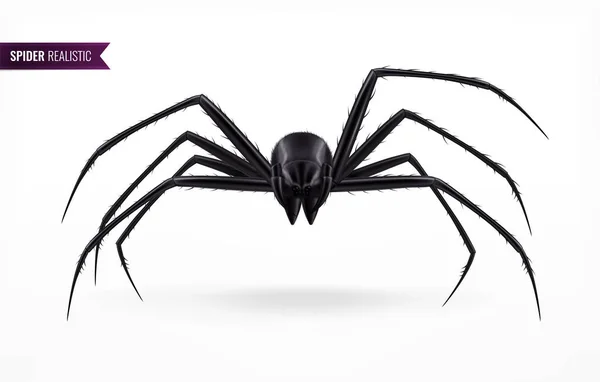 Black Realistic Spider — Stok Vektör