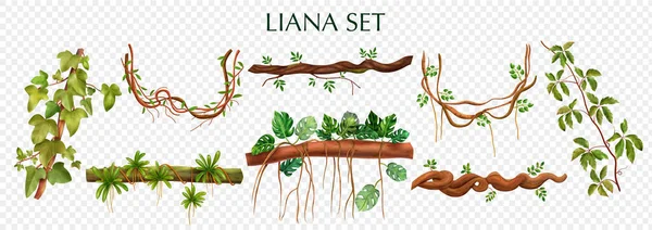 Vine Liana Set — стоковый вектор