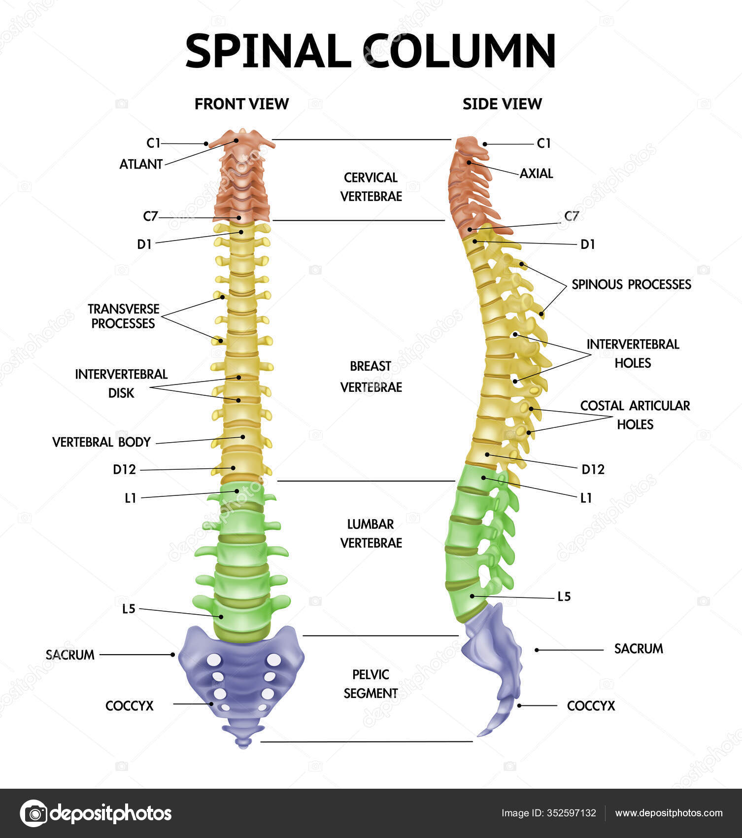 Spine Anatomy Realistic Chart Stock Vector Image by ©macrovector #352597132 Spine Anatomy Realistic Chart Stock Vector Image by ©macrovector #352597132