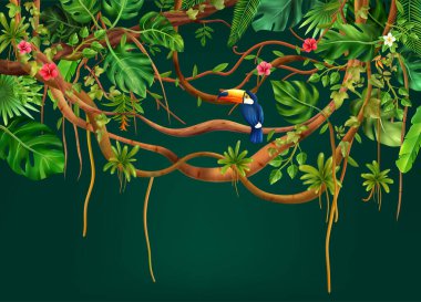 Liana Orman Kuşu Kompozisyonu