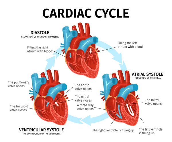Heart Anatomy Flat Infographics — Stock Vector