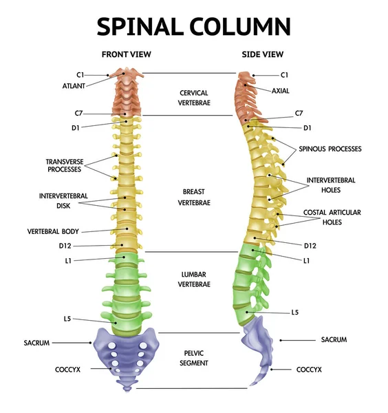 Gráfico realista de anatomía de columna vertebral — Archivo Imágenes Vectoriales