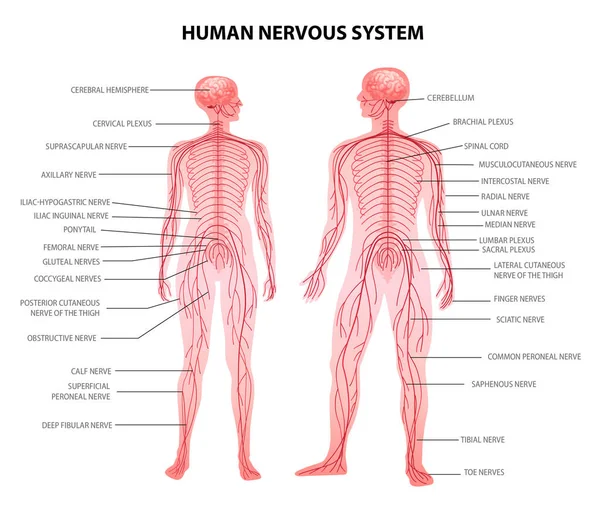 Układ nerwowy człowieka — Wektor stockowy