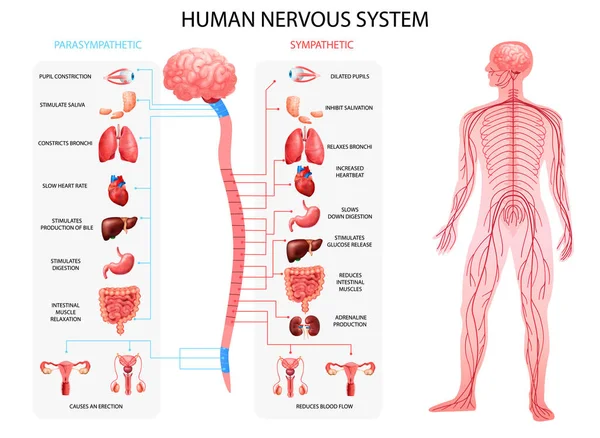 Nervous System Realistic Chart — Stock Vector