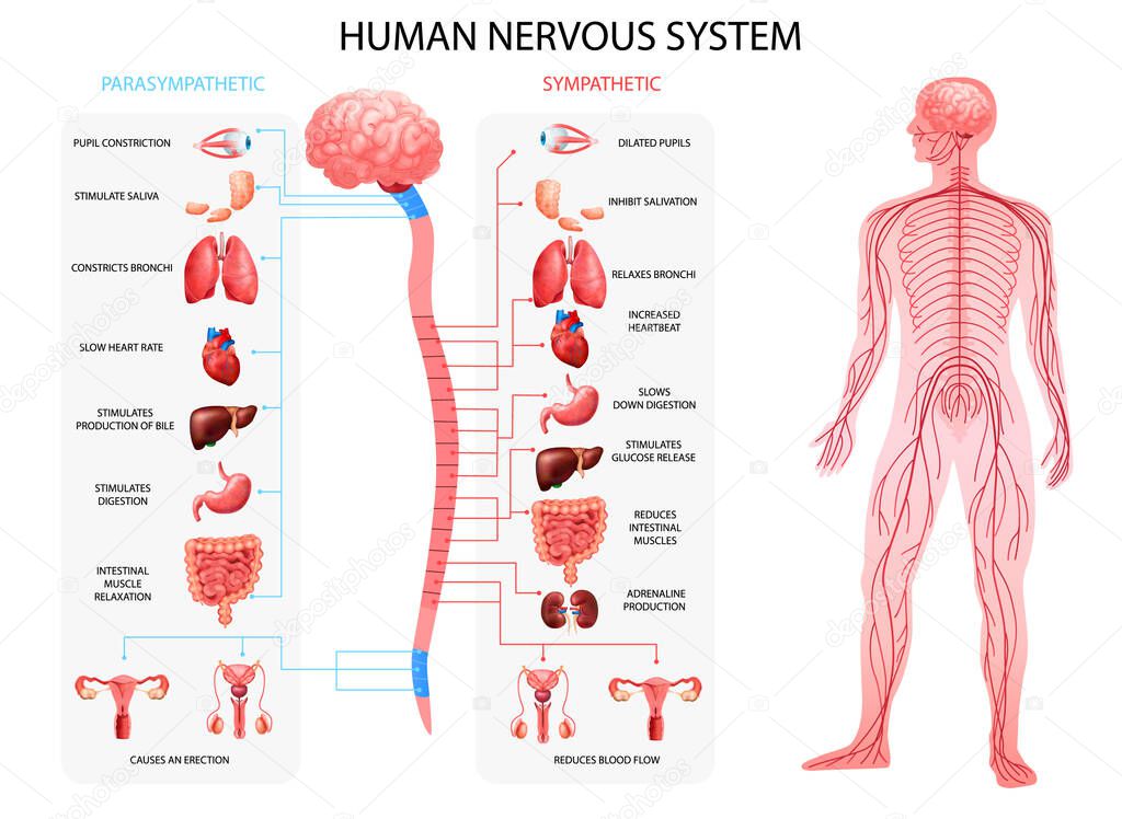 Nervous System Realistic Chart 