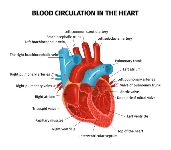 Composizione del flusso sanguigno cardiaco — Vettoriale Stock