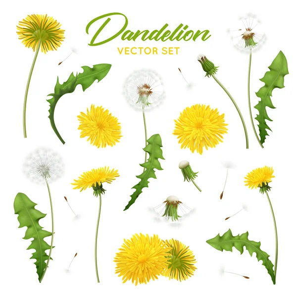 Juego realista de flores de diente de león — Vector de stock