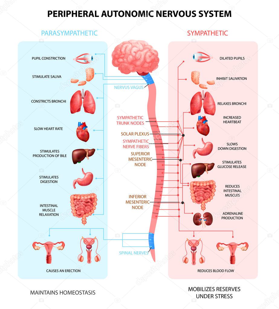 Nervous System Realistic Chart