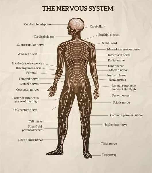 Sistema nervoso humano — Vetor de Stock