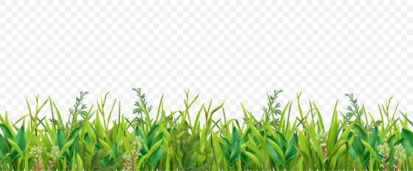 現実的な草の透明ボーダー — ストックベクタ