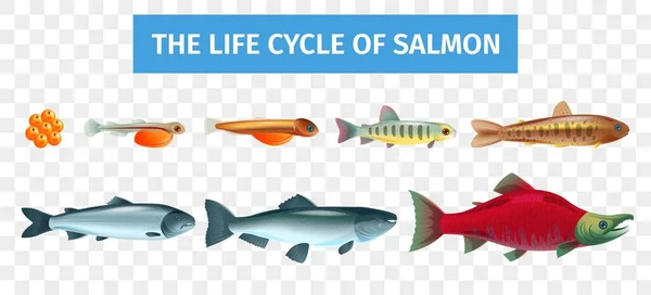 Life Cycle Salmon Set — Stockový vektor