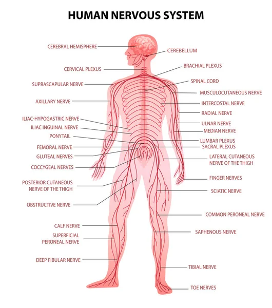 Corpo humano Sistema Nervoso — Vetor de Stock