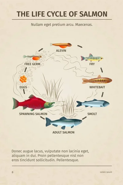 Cartel del ciclo de vida del salmón — Vector de stock
