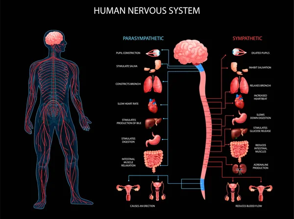 Información sobre el sistema nervioso humano — Vector de stock