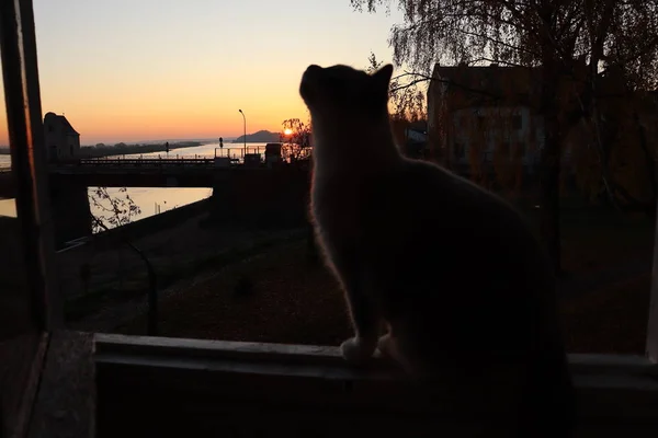 The cat on the window meets the dawn