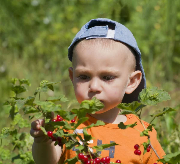 Uma criança de cabelos claros e olhos azuis fica perto de um arbusto de groselha vermelha e come bagas. . — Fotografia de Stock
