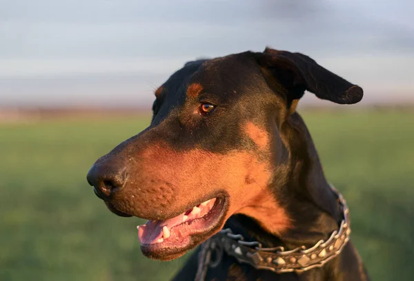 Un chien marche sur un champ de blé d'hiver — Photo