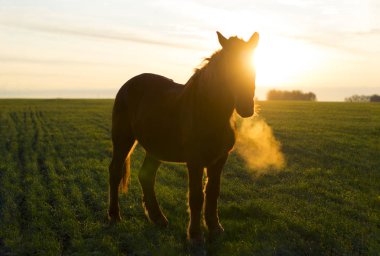 Şafak vakti yeşil bir tarlada kırmızı bir at, güneş doğrudan atın yüzüne vurur, parlak bir siluet oluşturur.