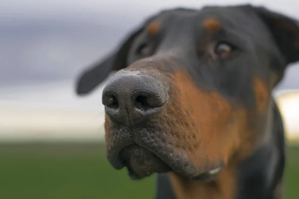 Porträtt av en doberman. Munstycket tittar noga och håller näsan i vinden, sniffar luften. Mot bakgrund av ett tungt moln och grönt fält. — Stockfoto