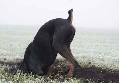 Doberman köpeği sabah sisinde kemirgen ya da yer sincabı aramak için sert toprak kazar.