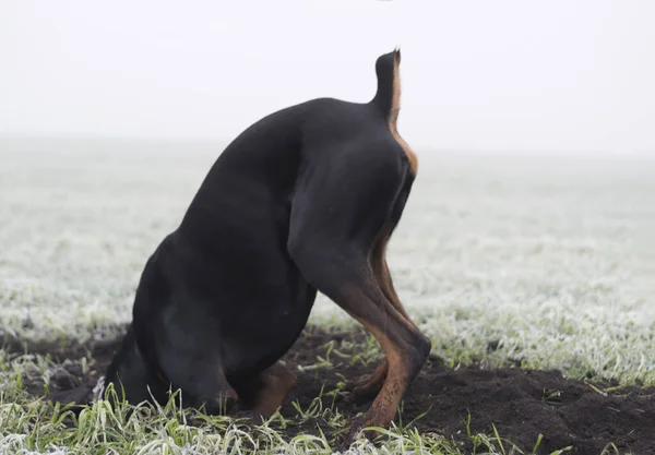 Doberman hond graaft harde grond op zoek naar een knaagdier of gemalen eekhoorn in de ochtendmist — Stockfoto