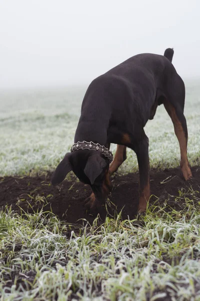Doberman dog digs hard soil in search of a rodent or ground squirrel in the morning fog