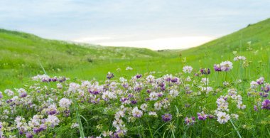 Yeşil arka plan. Gün batımında kır çiçekleriyle Steppe manzarası.