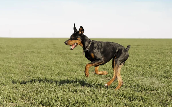 Doberman Pes Běží Zelené Louce Zimní Pšenice Konci Podzimu Večer — Stock fotografie