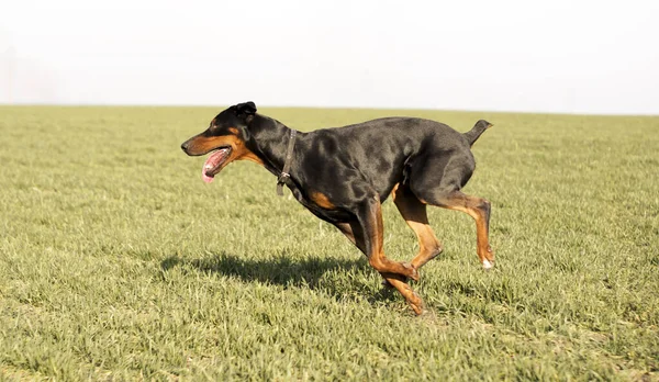 Doberman Pes Běží Zelené Louce Zimní Pšenice Konci Podzimu Večer — Stock fotografie