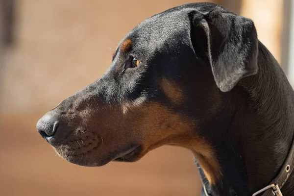 Kulakları Olan Bir Doberman Köpeği Kafası Sol Taraftaki Görüntünün Portresi — Stok fotoğraf
