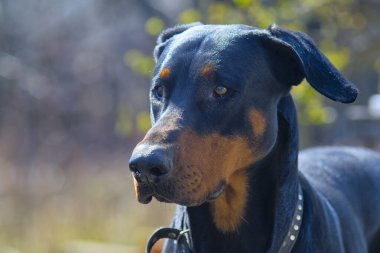Kulakları olan bir doberman köpeği kafası. Sol taraftaki görüntünün portresi. Yakın plan..