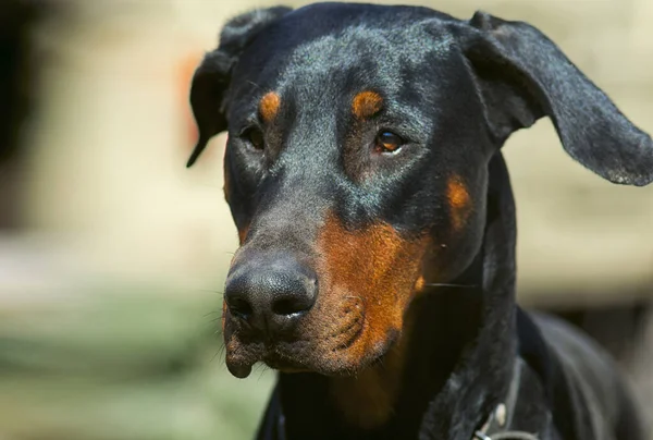 Dobermann Hundekopf Mit Ohren Porträt Einer Linken Seitenansicht Nahaufnahme — Stockfoto
