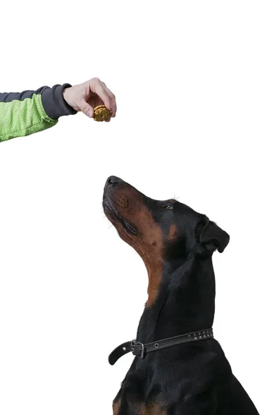Doberman Hond Zit Naar Hand Van Eigenaar Kijken Met Een — Stockfoto