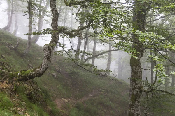 Sis içindeki yeşil orman