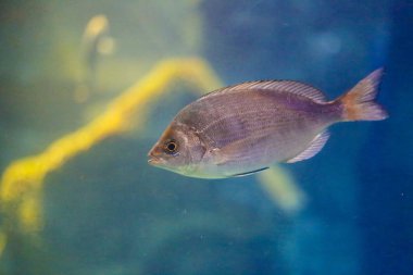 güzel balık akvaryum, mavi su yüzme