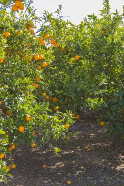 portakal ağaçları bahar bahçe içinde büyüyen 