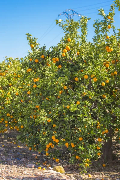 orange trees under blue sky in spring garden