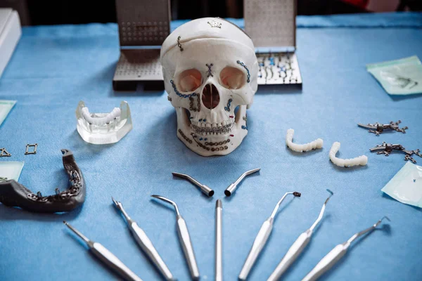 Plastic model of the skull for stomatology and maxillofacial surgery. — Stock Photo, Image