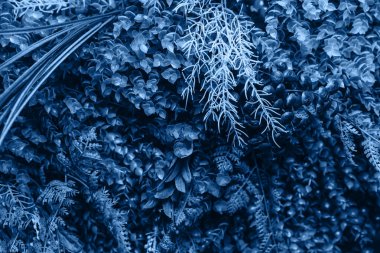 Klasik mavi renkte bir sürü küçük mavi yaprak.