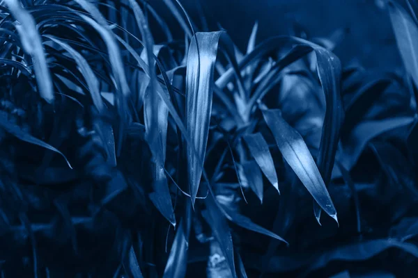 Dracaena planta em uma cor azul . — Fotografia de Stock