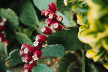  Kaktüs ve çiçekleri.