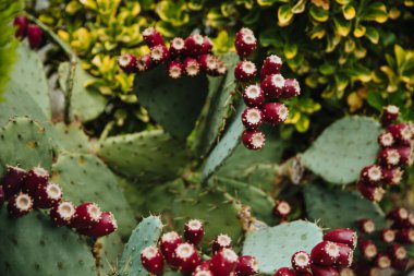  Kaktüs ve çiçekleri.