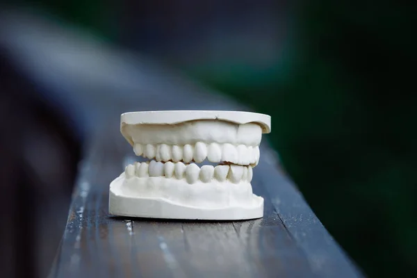 Műanyag állkapocs modell fogászati és maxilloarc műtét. — Stock Fotó