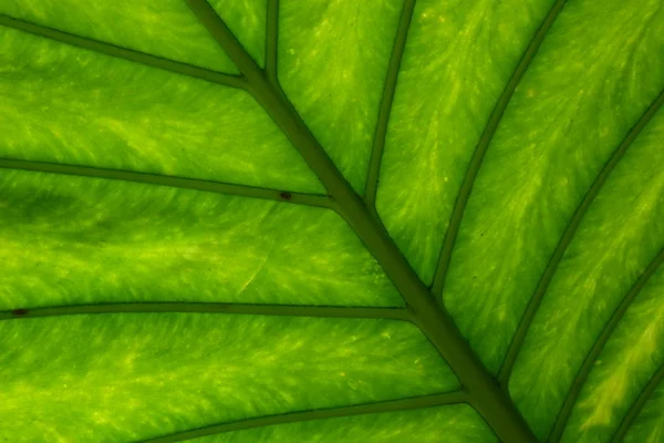 Tropisk Bladstruktur Olika Nyanser Grönt — Stockfoto