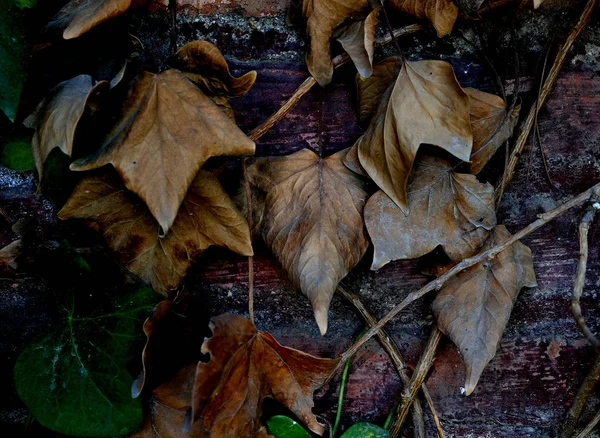 Feuilles Sèches Suspendues Sur Mur Avec Des Textures Très Marquées — Photo