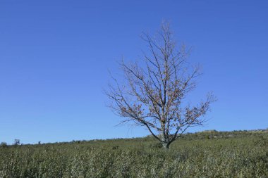 Derin mavi gökyüzü olan bir çayırdaki kuru ağaç.