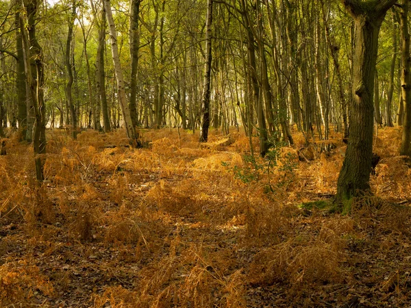 Φθινόπωρο στο δάσος στο Skipwith Common, North Yorkshire, Αγγλία — Φωτογραφία Αρχείου