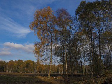 Skipwith Common 'da sonbahar ışığı, Kuzey Yorkshire, İngiltere